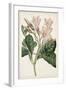 Antique Botanical Collection IX-Ridgeway-Framed Art Print