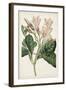 Antique Botanical Collection IX-Ridgeway-Framed Art Print