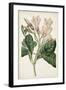 Antique Botanical Collection IX-Ridgeway-Framed Art Print