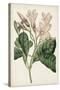 Antique Botanical Collection IX-Ridgeway-Stretched Canvas