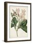 Antique Botanical Collection IX-Ridgeway-Framed Art Print