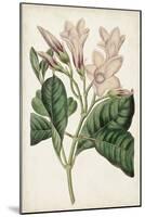 Antique Botanical Collection IX-Ridgeway-Mounted Art Print