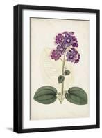 Antique Botanical Collection V-Ridgeway-Framed Art Print