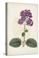Antique Botanical Collection V-Ridgeway-Stretched Canvas
