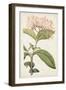 Antique Botanical Collection VI-Ridgeway-Framed Art Print