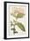 Antique Botanical Collection VI-Ridgeway-Framed Art Print