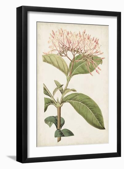 Antique Botanical Collection VI-Ridgeway-Framed Art Print