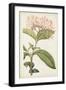 Antique Botanical Collection VI-Ridgeway-Framed Art Print