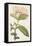 Antique Botanical Collection VI-Ridgeway-Framed Stretched Canvas