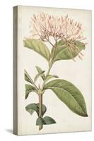 Antique Botanical Collection VI-Ridgeway-Stretched Canvas