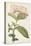 Antique Botanical Collection VI-Ridgeway-Stretched Canvas