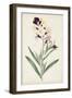 Antique Botanical Collection VII-Ridgeway-Framed Art Print