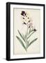 Antique Botanical Collection VII-Ridgeway-Framed Art Print