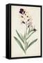 Antique Botanical Collection VII-Ridgeway-Framed Stretched Canvas