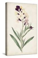 Antique Botanical Collection VII-Ridgeway-Stretched Canvas