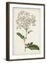 Antique Botanical Collection VIII-Ridgeway-Framed Art Print