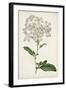 Antique Botanical Collection VIII-Ridgeway-Framed Art Print