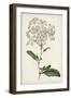 Antique Botanical Collection VIII-Ridgeway-Framed Art Print