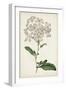 Antique Botanical Collection VIII-Ridgeway-Framed Art Print