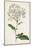 Antique Botanical Collection VIII-Ridgeway-Mounted Art Print