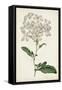Antique Botanical Collection VIII-Ridgeway-Framed Stretched Canvas