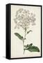 Antique Botanical Collection VIII-Ridgeway-Framed Stretched Canvas