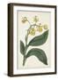 Antique Botanical Collection X-Ridgeway-Framed Art Print