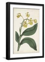 Antique Botanical Collection X-Ridgeway-Framed Art Print