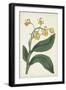 Antique Botanical Collection X-Ridgeway-Framed Art Print