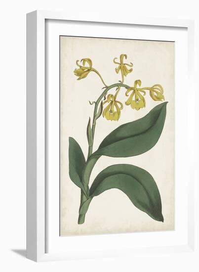 Antique Botanical Collection X-Ridgeway-Framed Art Print