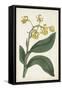 Antique Botanical Collection X-Ridgeway-Framed Stretched Canvas