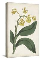 Antique Botanical Collection X-Ridgeway-Stretched Canvas