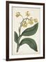 Antique Botanical Collection X-Ridgeway-Framed Art Print