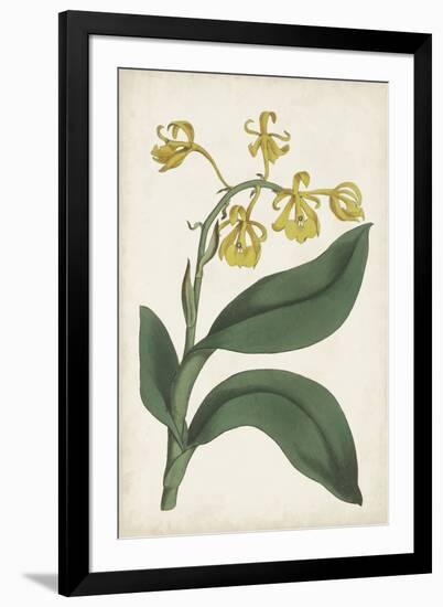 Antique Botanical Collection X-Ridgeway-Framed Art Print