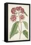 Antique Botanical Collection XI-Ridgeway-Framed Stretched Canvas