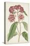 Antique Botanical Collection XI-Ridgeway-Stretched Canvas