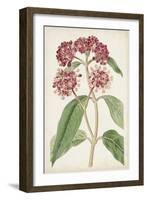 Antique Botanical Collection XI-Ridgeway-Framed Art Print