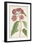 Antique Botanical Collection XI-Ridgeway-Framed Art Print