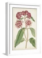 Antique Botanical Collection XI-Ridgeway-Framed Art Print