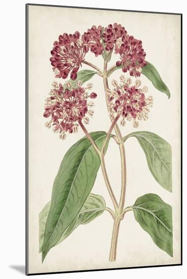 Antique Botanical Collection XI-Ridgeway-Mounted Art Print