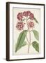 Antique Botanical Collection XI-Ridgeway-Framed Art Print