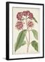 Antique Botanical Collection XI-Ridgeway-Framed Art Print