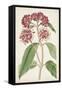 Antique Botanical Collection XI-Ridgeway-Framed Stretched Canvas