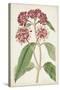 Antique Botanical Collection XI-Ridgeway-Stretched Canvas