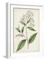 Antique Botanical Collection XII-Ridgeway-Framed Art Print