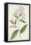 Antique Botanical Collection XII-Ridgeway-Framed Stretched Canvas