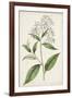 Antique Botanical Collection XII-Ridgeway-Framed Art Print