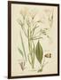 Antique Botanical Sketch I-Vision Studio-Framed Art Print