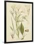 Antique Botanical Sketch I-Vision Studio-Framed Art Print