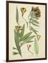 Antique Botanical Sketch III-Vision Studio-Framed Art Print